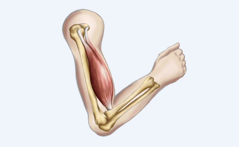 Muscles don’t work without magnesium